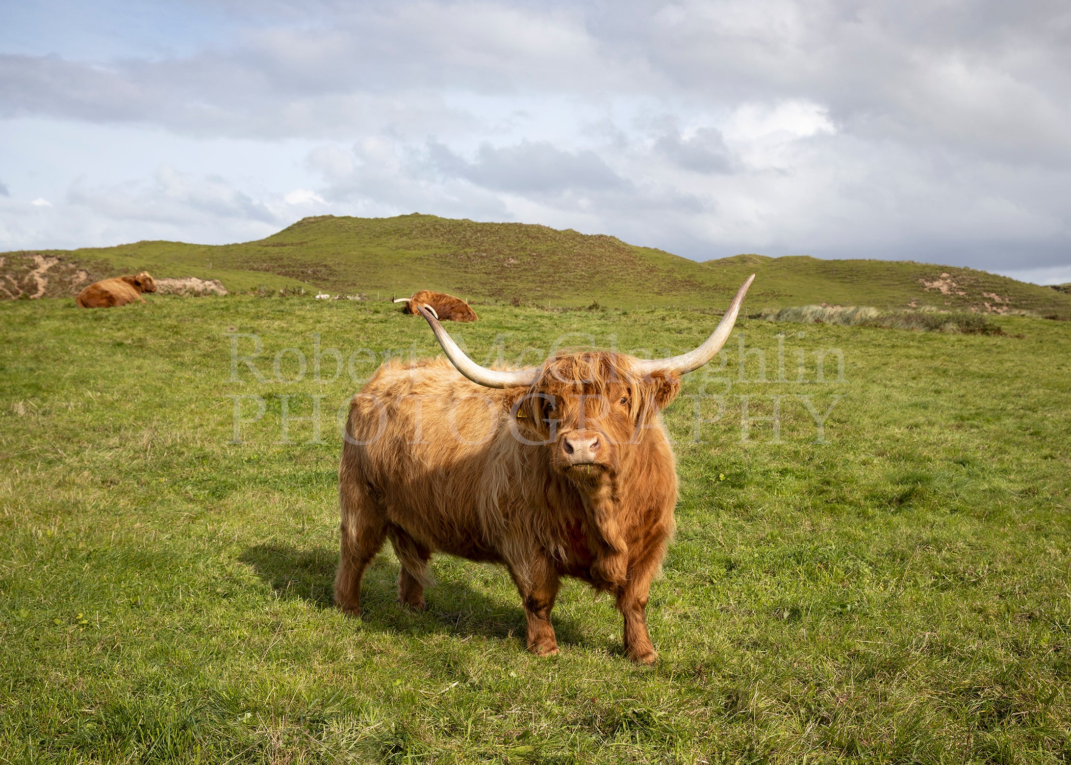 Highland Cows of Donegal