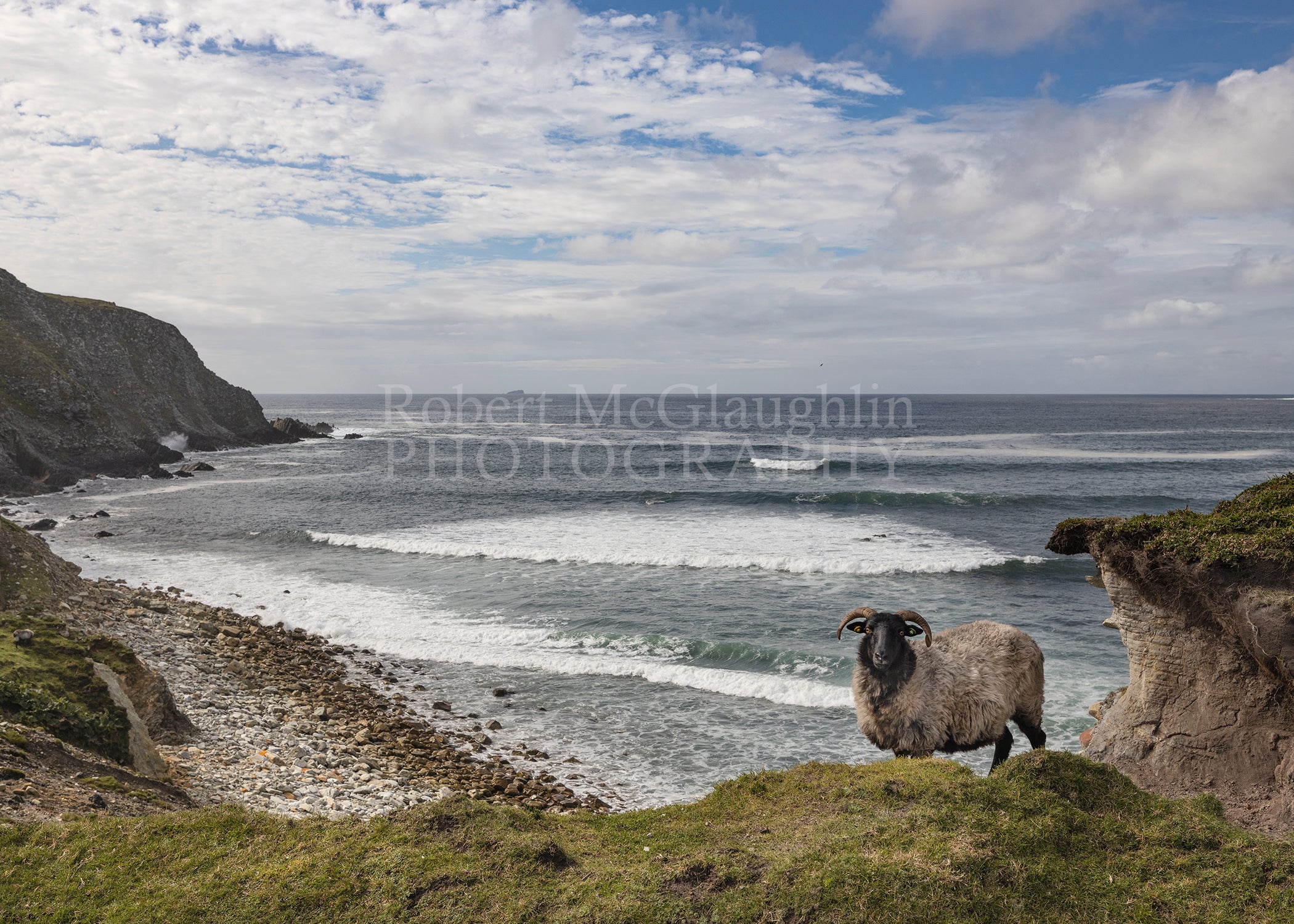 Ashleam Bay Sheep, Achill Island, Co. Mayo