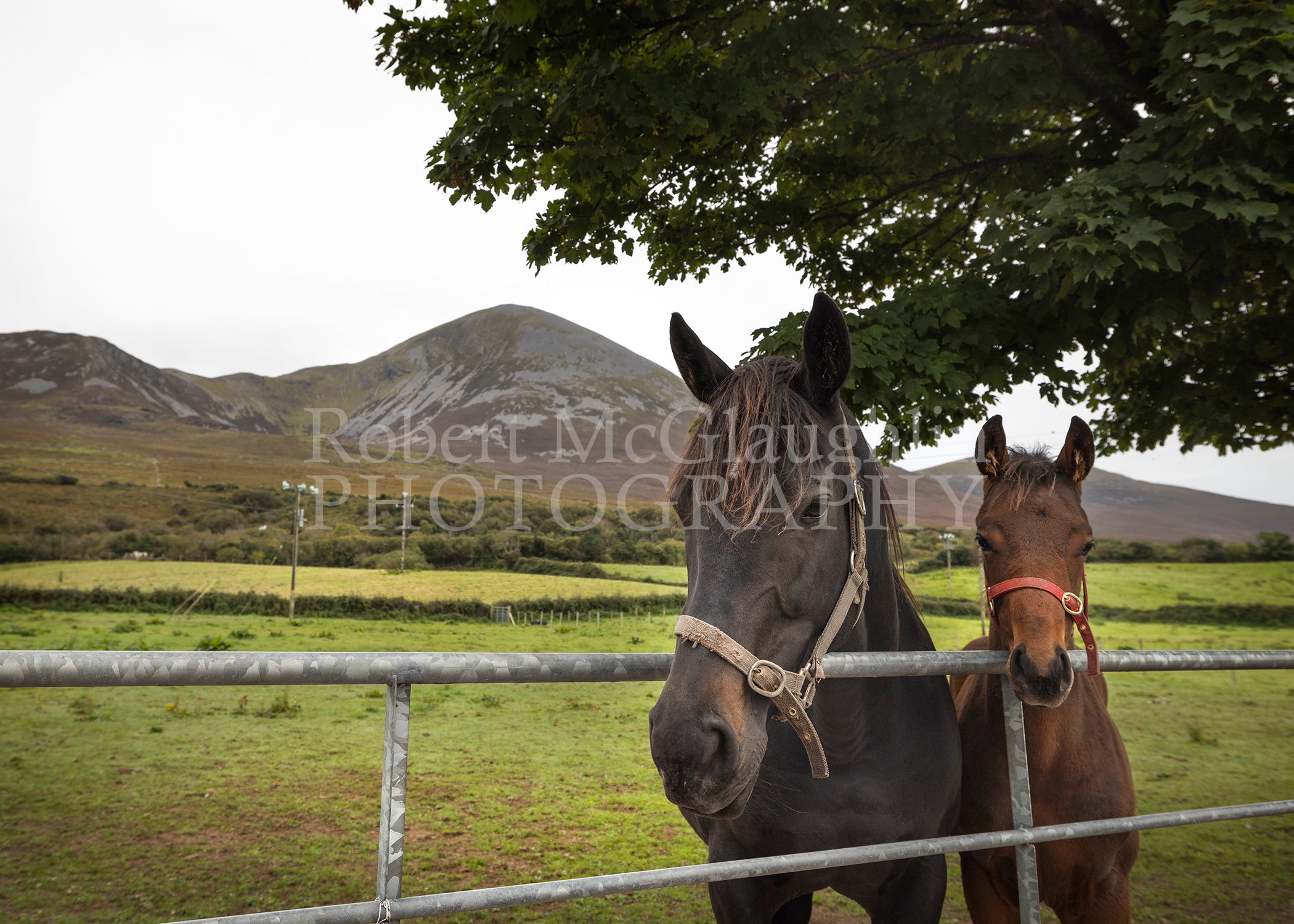 Croagh Patrick Horses, Co. Mayo