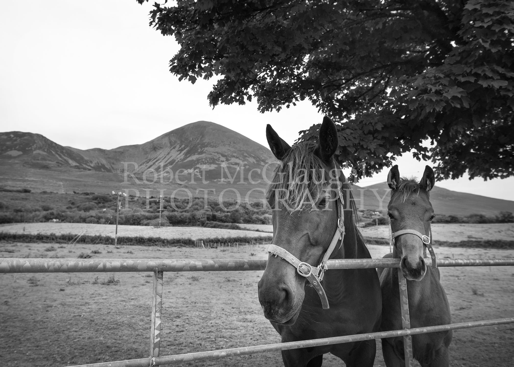 Croagh Patrick Horses, Co. Mayo, (Black and White)