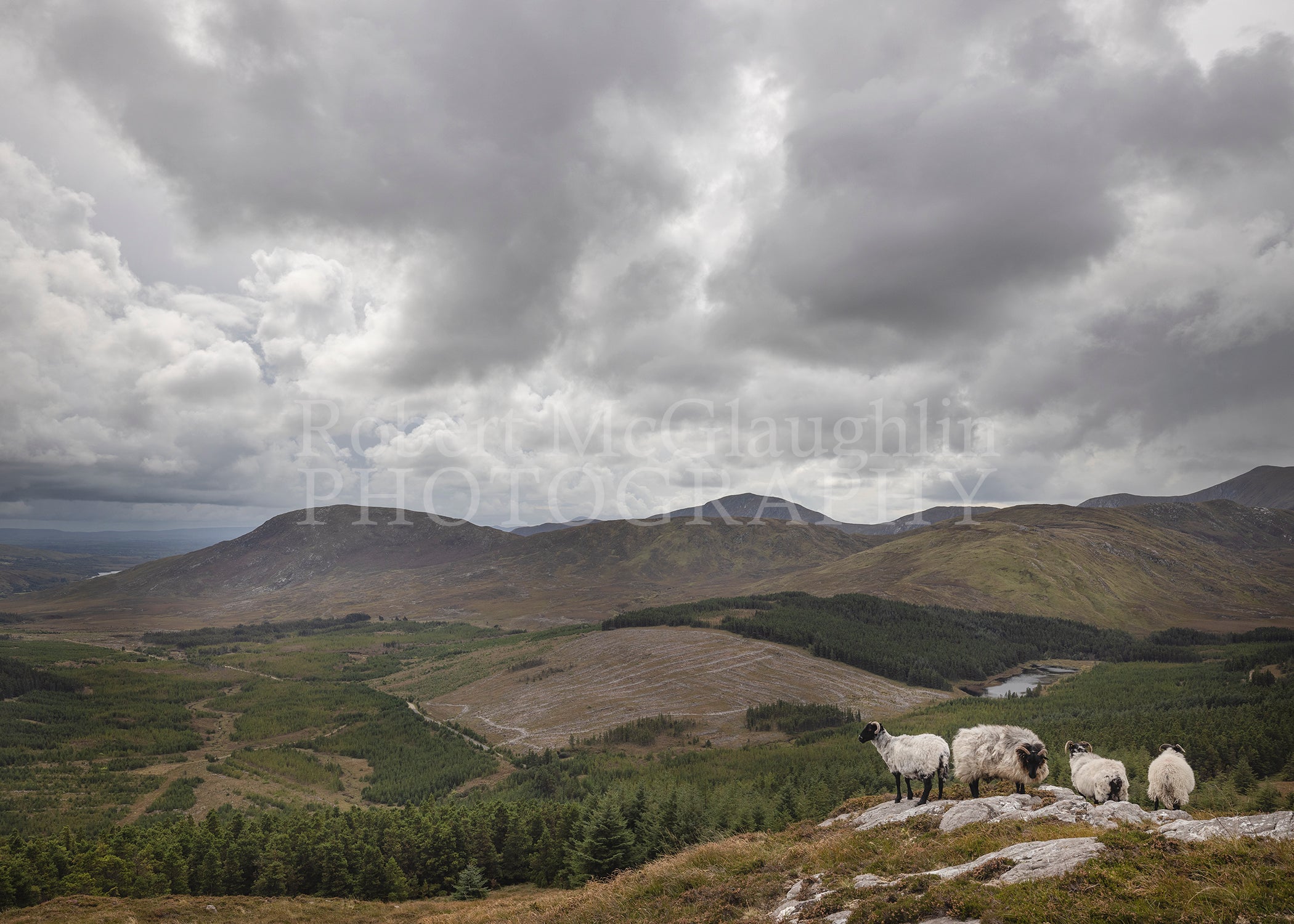 Letterkeen Sheep, Co. Mayo