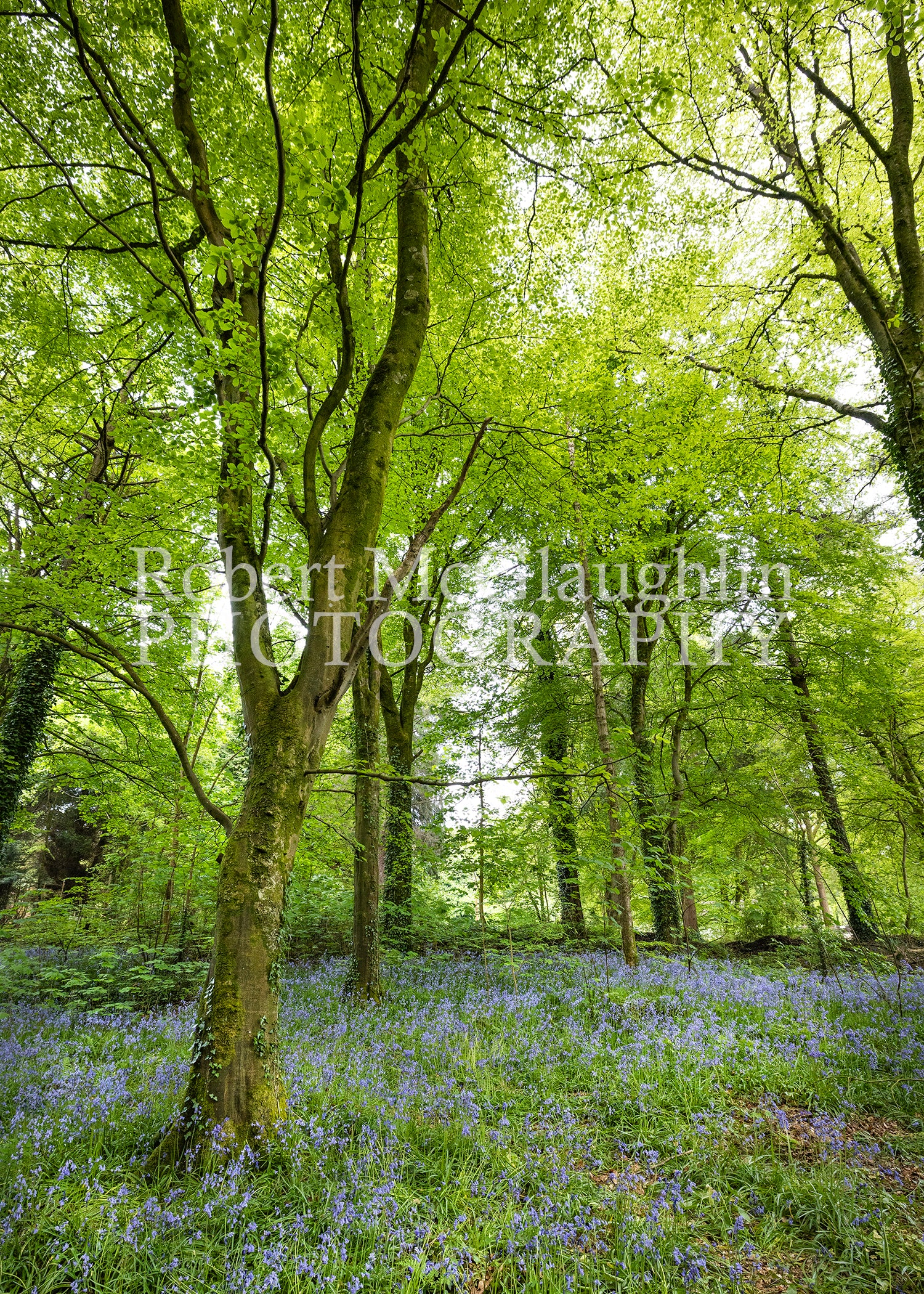 Portglenone Bluebells, Co. Antrim 2