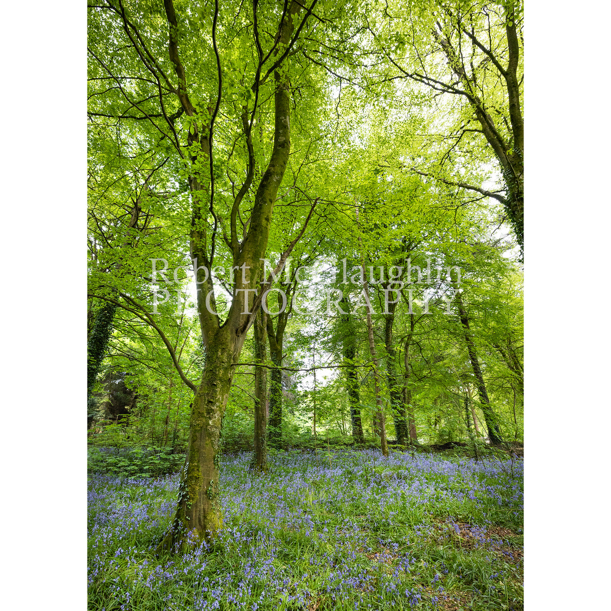 Portglenone Bluebells, Co. Antrim 2