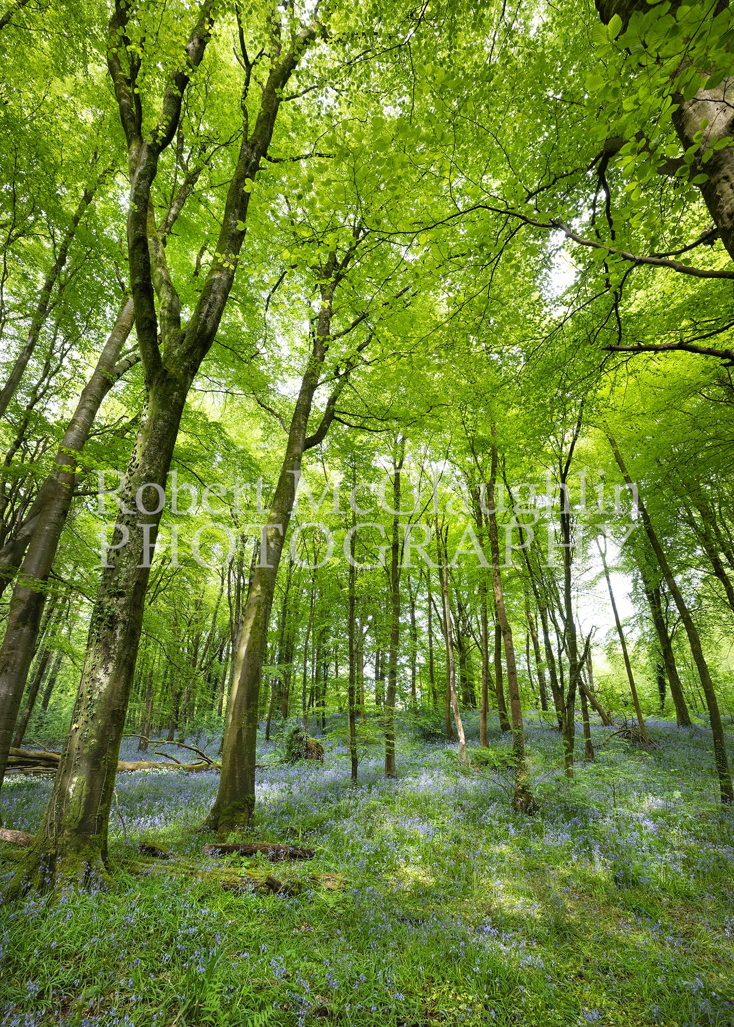 Portglenone Bluebells, Co. Antrim 3