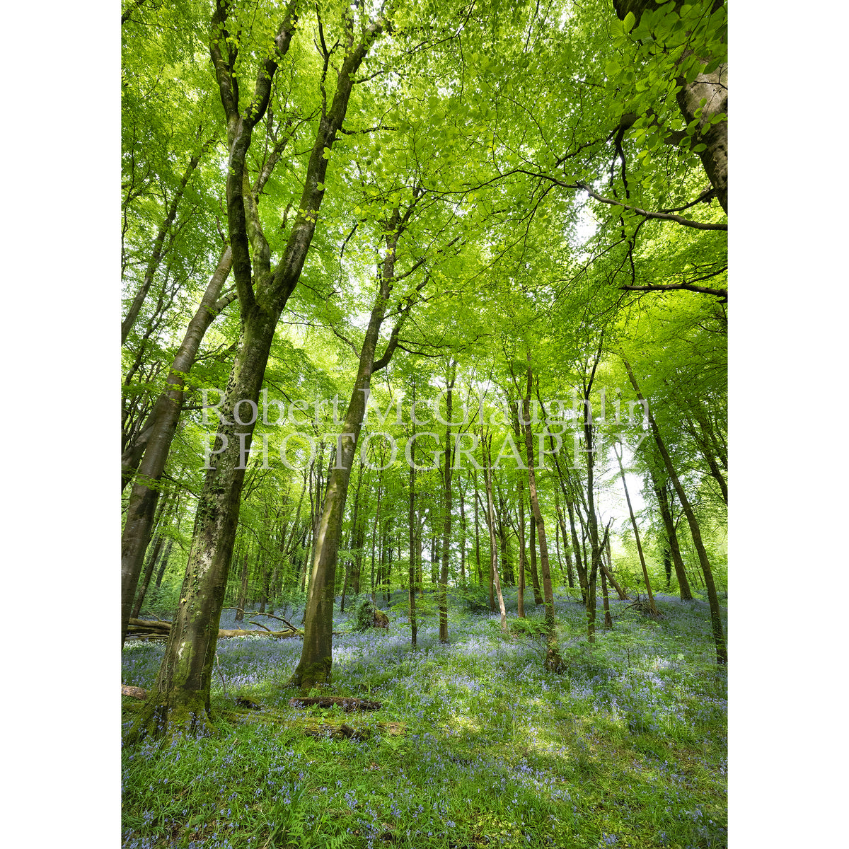Portglenone Bluebells, Co. Antrim 3