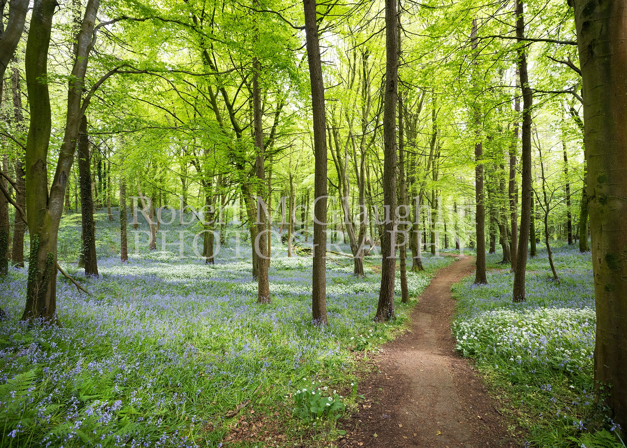 Wild Garlic and Bluebells, Portglenone, Co. Antrim