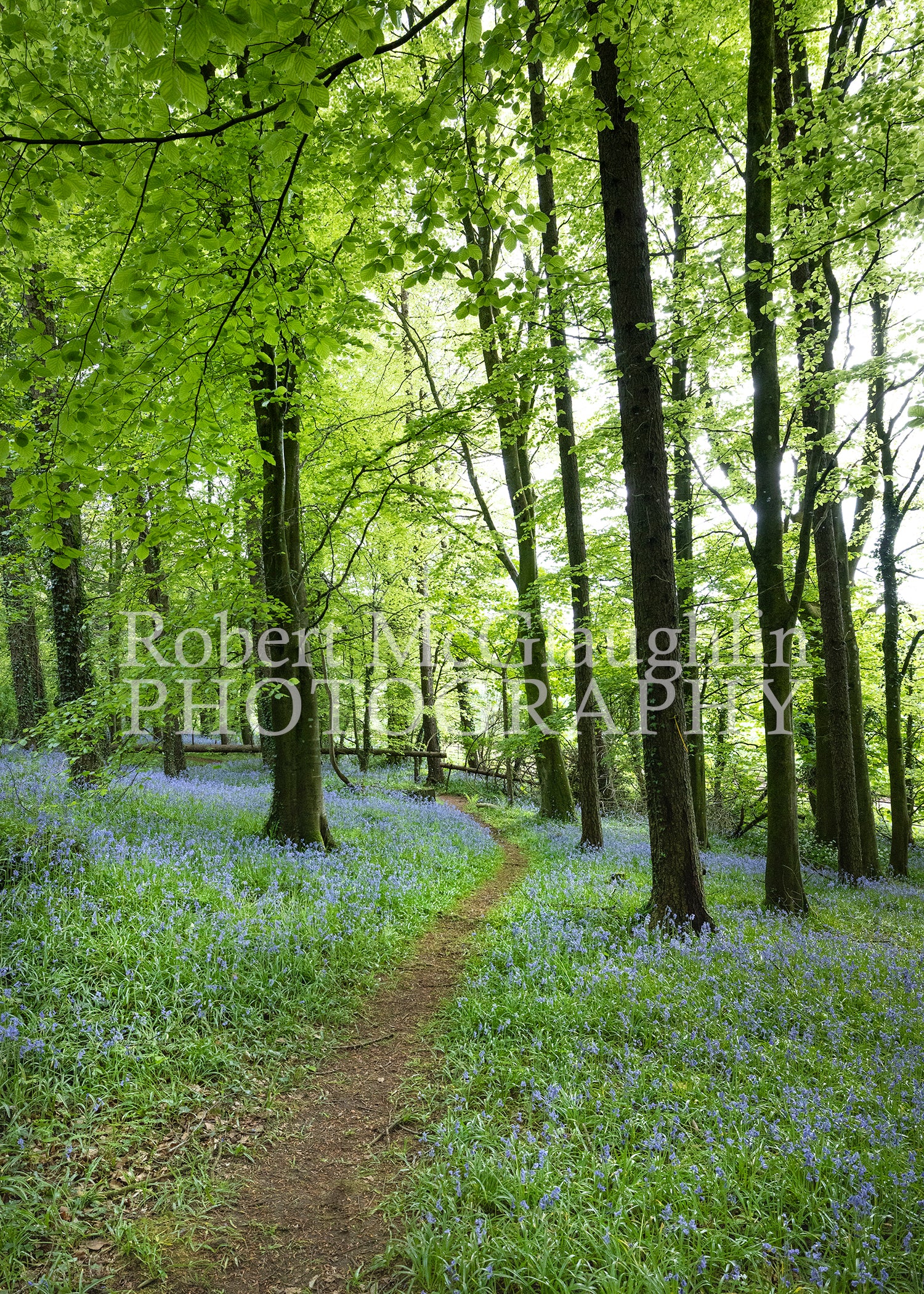 Portglenone Forest Path, Co. Antrim
