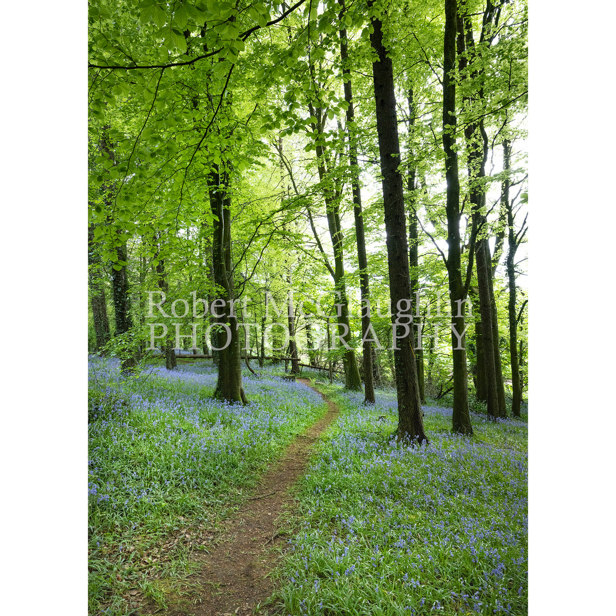 Portglenone Forest Path, Co. Antrim