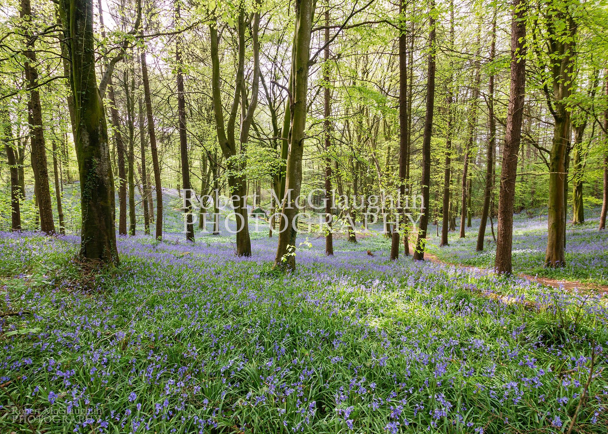 Portglenone Bluebells, Co. Antrim