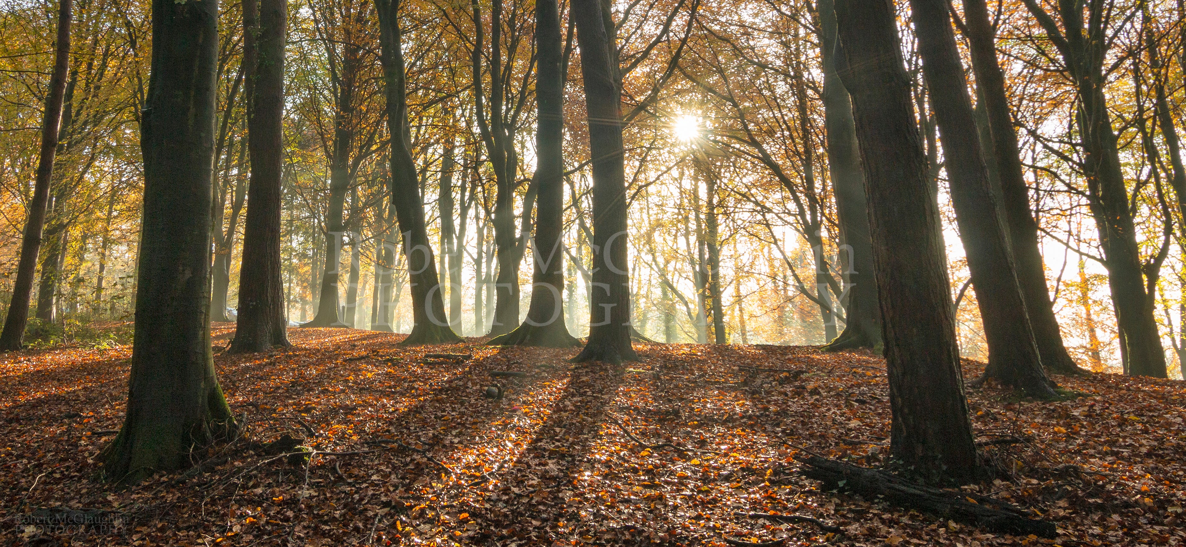 Portglenone Forest in Autumn, Co. Antrim