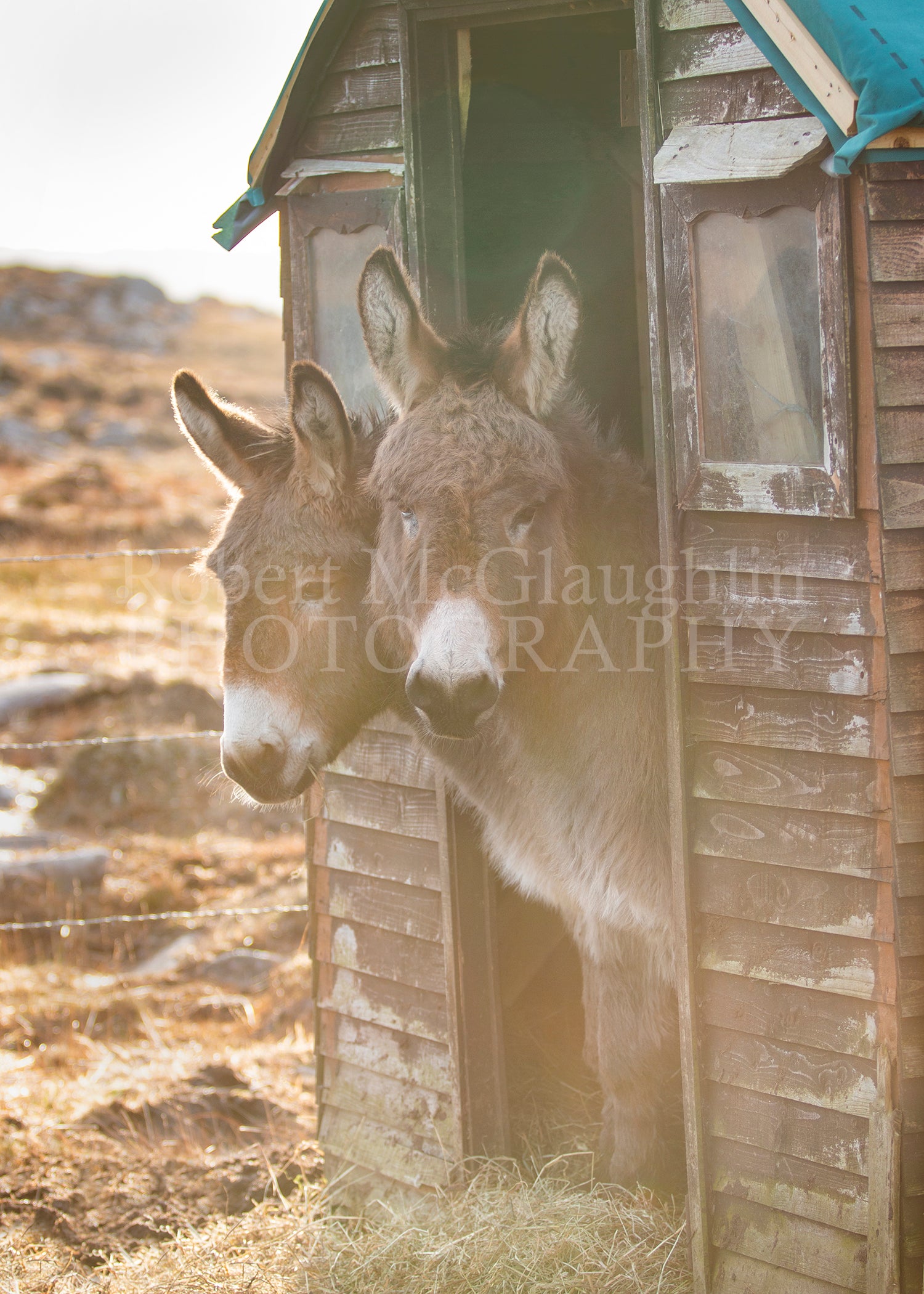 Donegal Donkeys 2