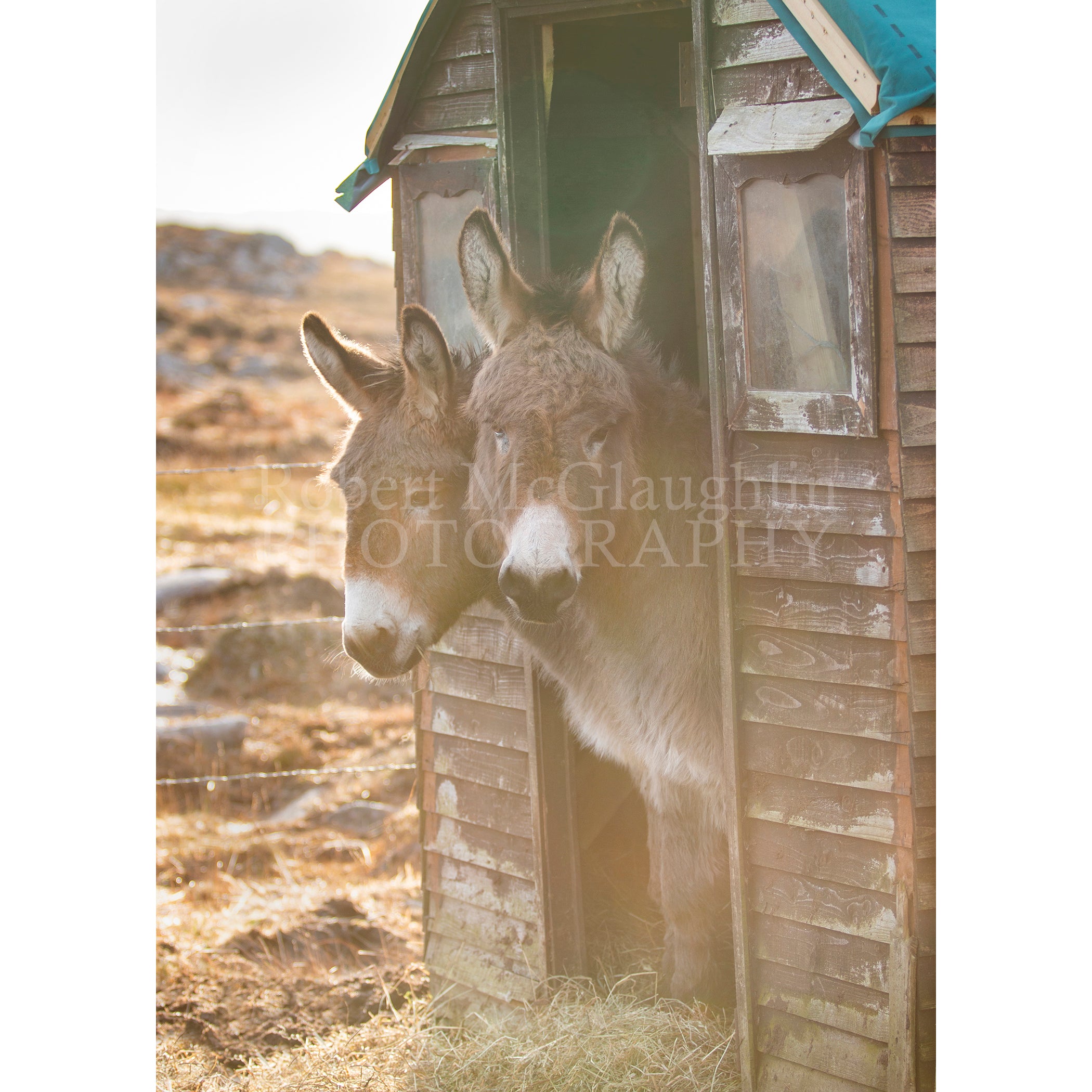 Donegal Donkeys, Kincasslagh, Co. Donegal 2
