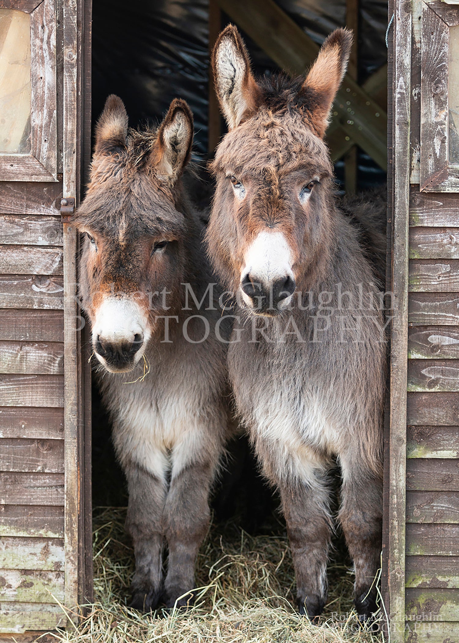 Donegal Donkeys