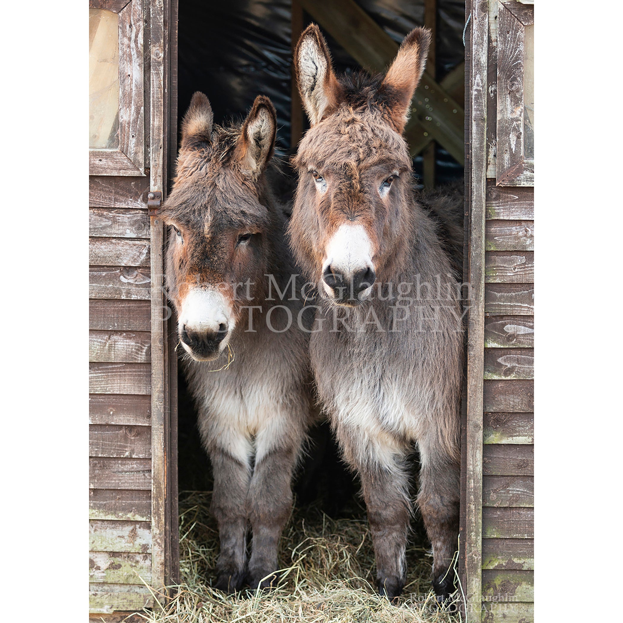 Donegal Donkeys, Kincasslagh, Co. Donegal