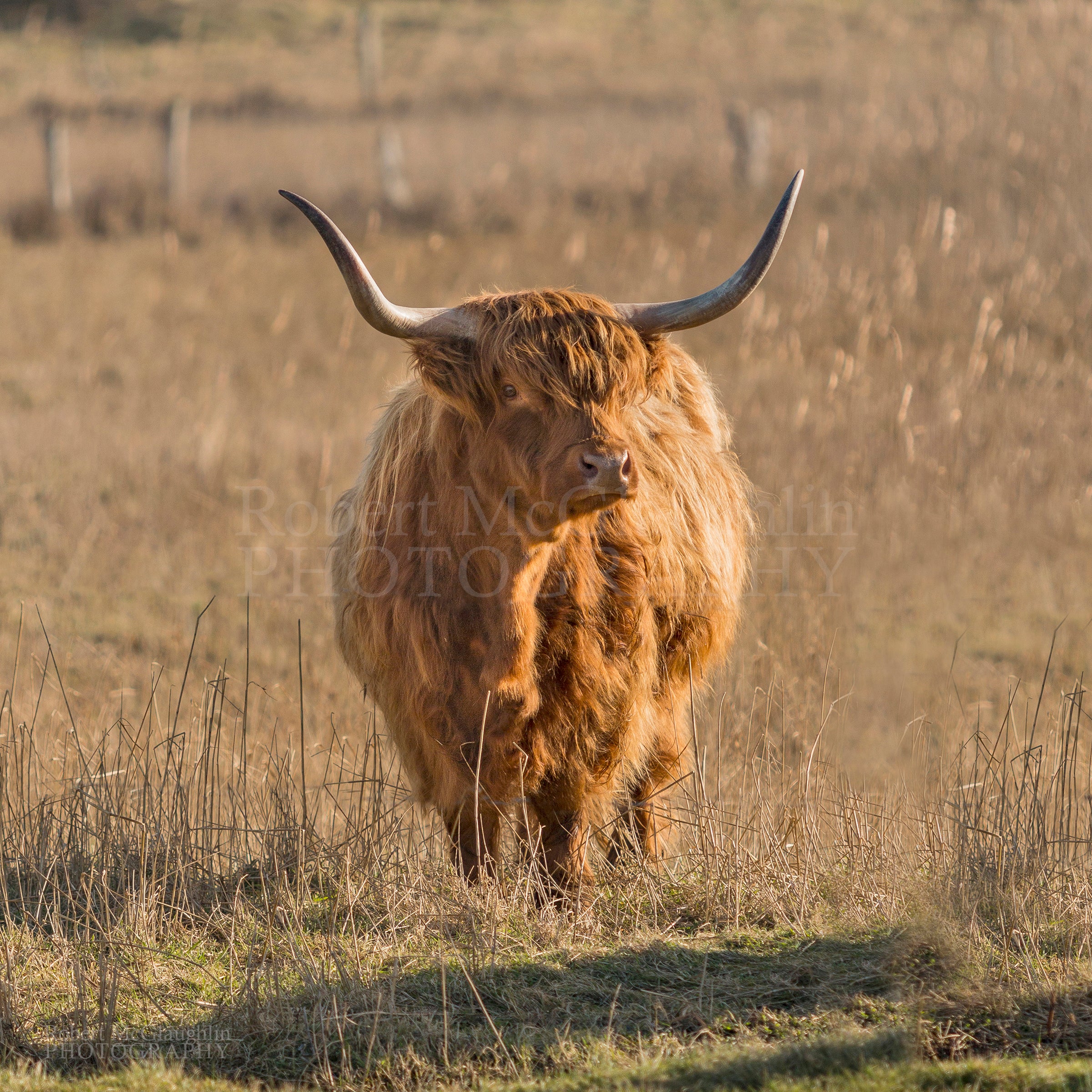 Highland Cow, Co. Donegal