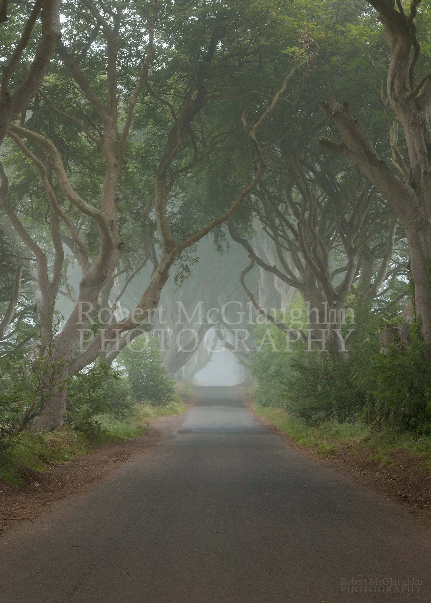 Dark Hedges, Co. Antrim