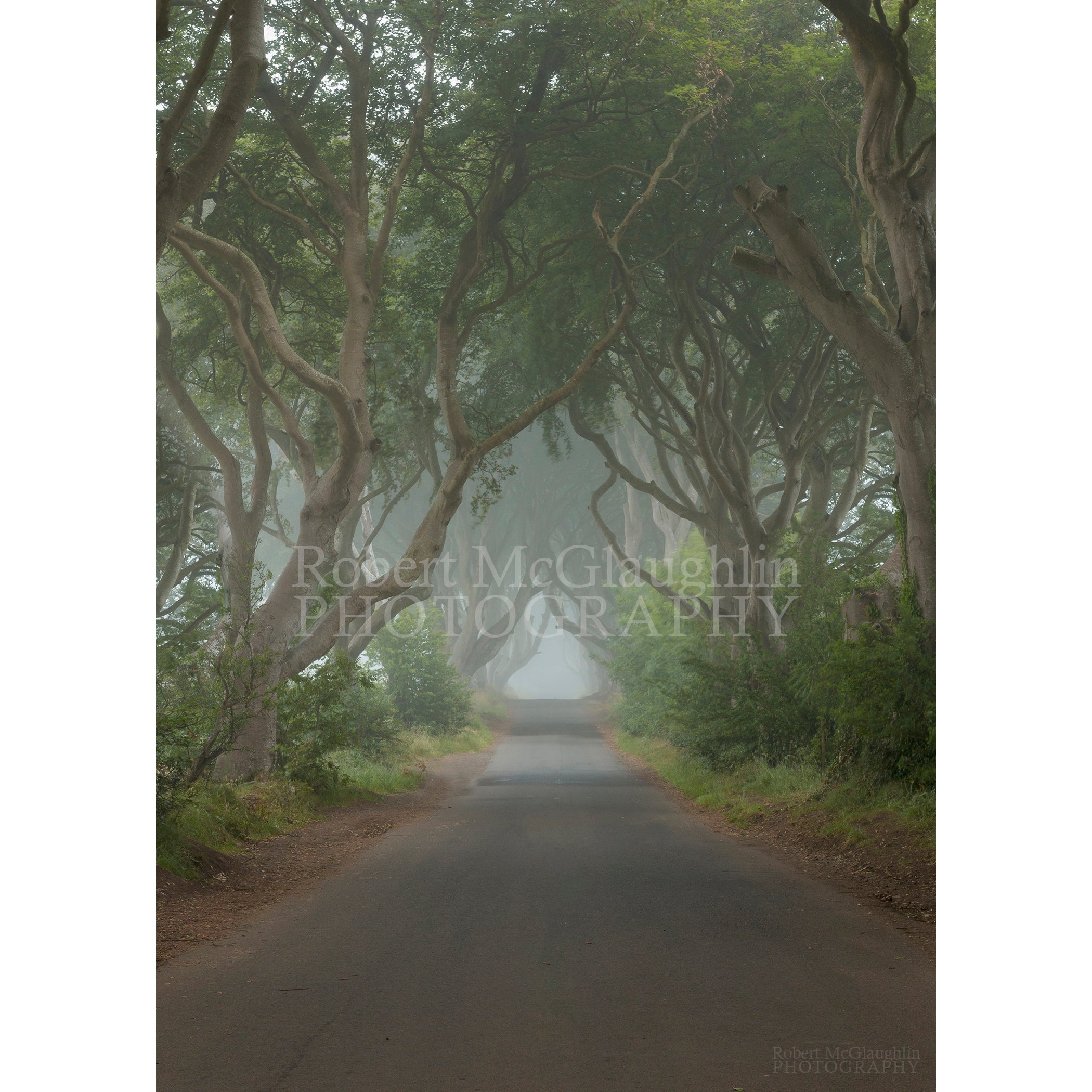 Dark Hedges, County Antrim