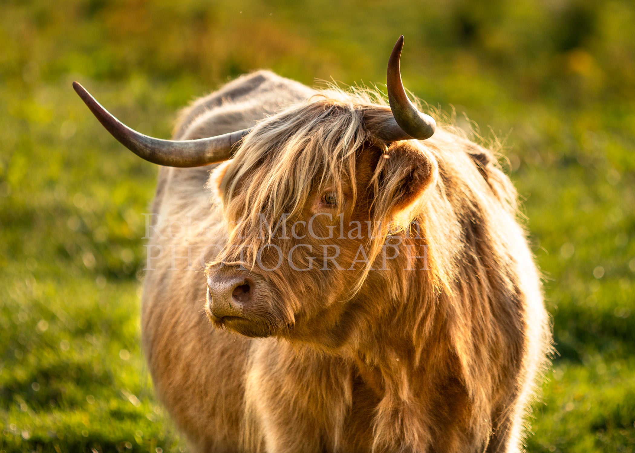 Highland Cow, Co. Antrim