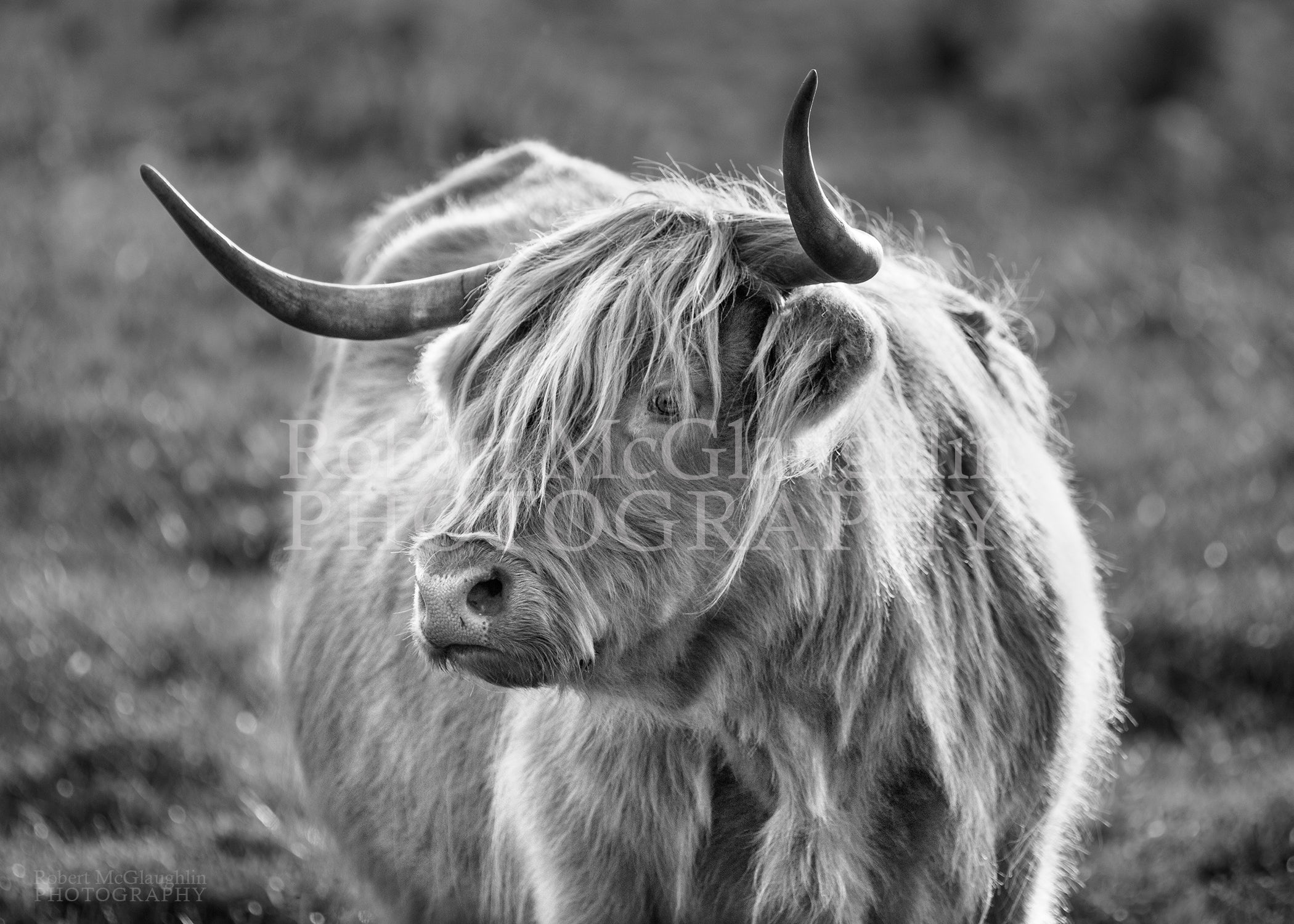 Highland Cow, Co. Antrim (Black and White)