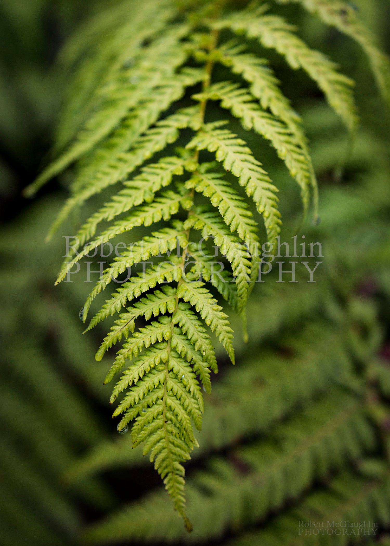 Tree Fern