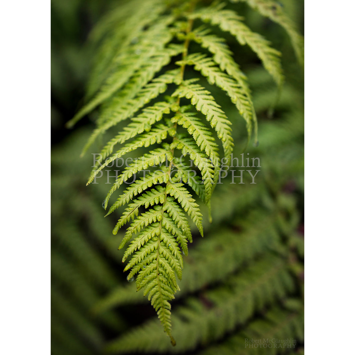 Tree Fern